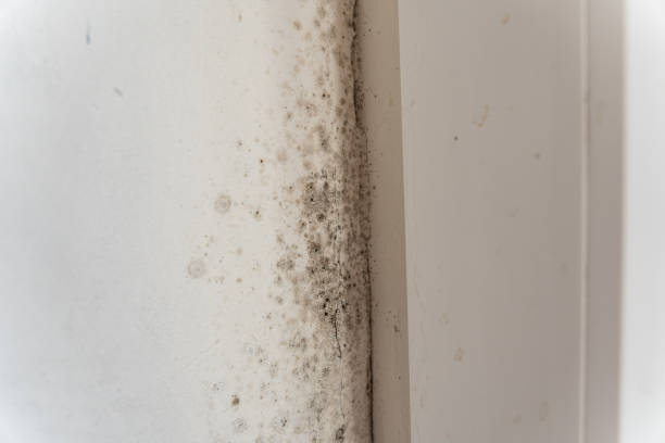 Environmental Consulting for Mold Prevention in Bergenfield, NJ